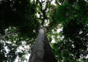 Lula veta trechos do PL ambiental e mantém proteção a biomas, povos e regras nacionais