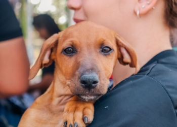 Cachorro-Animais-PVH-Foto-Pedro-Bentes-Secom
