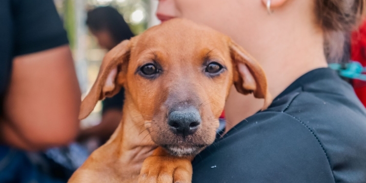 Cachorro-Animais-PVH-Foto-Pedro-Bentes-Secom