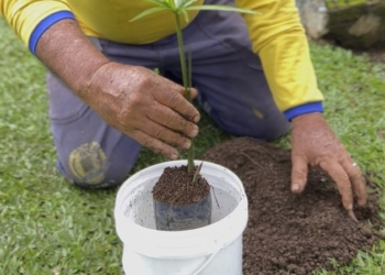 Gelateria e Prefeitura de Porto Velho transformam baldes de sorvete em ferramenta ambiental