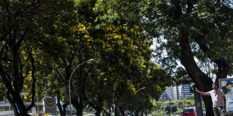 COP30-Arborização-Urbana-Foto-Marcelo-Camargo-Agência-Brasil