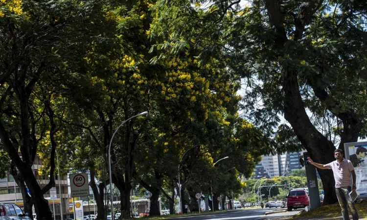 COP30-Arborização-Urbana-Foto-Marcelo-Camargo-Agência-Brasil